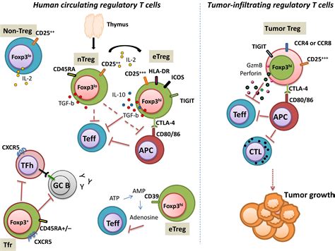 How do Master Regulatory Genes Function in Cell Differentiation?