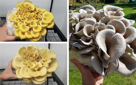 Masters Mix Mushroom Fruiting Block Spawn Substrate Etsy