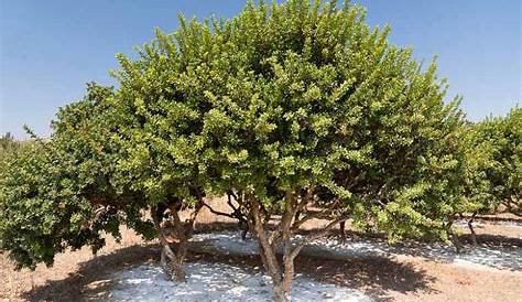 Mastic Gum Tree , Pistacia Lentiscus Small In Chios Island