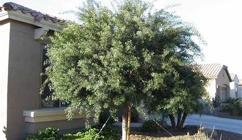 African Sumac Sumac tree, Landscape trees, Evergreen trees
