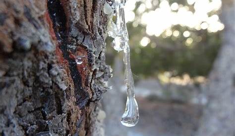 Mastic Tree Resin Jarrow Formulas, Gum, Natural Mediterranean