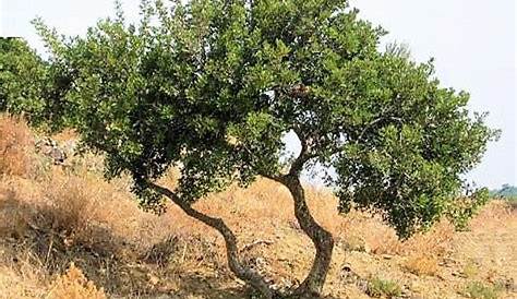 Tamarisk tree in sandy desert, Sahara, southern Morocco