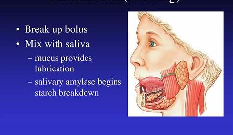 Physiology Of Mastication And Deglutition Chapter 8 Ppt Video