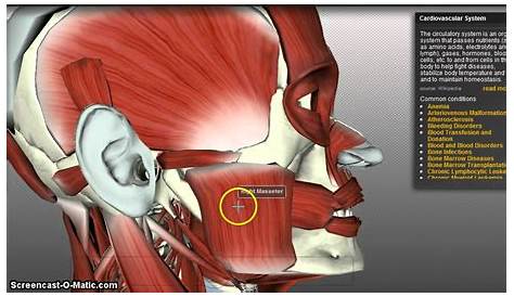 Mastication Images Muscles Of 3D YouTube