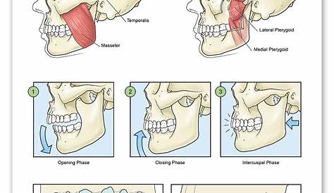 Mastication Meaning Stock Image P470/0112 Science Photo Library