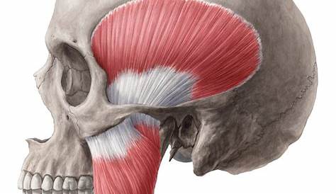 Masticatory muscles Stock Image C020/0371 Science