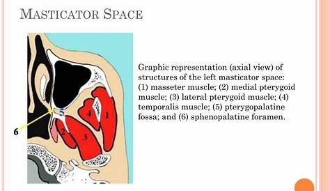 Normal masticator space and different grades of masticator