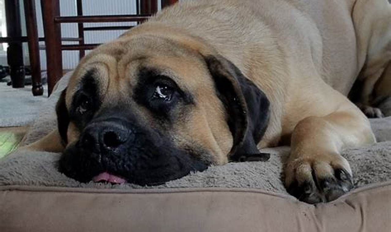 Adopt a Loving Mastiff Today: Find Your New Best Friend