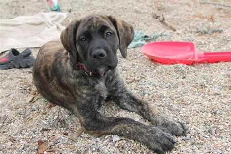 Mastiff Lab Mix Brindle