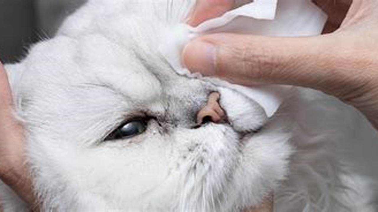 Kenali Mata Kucing Berair: Penyebab, Gejala, dan Cara Mengatasinya