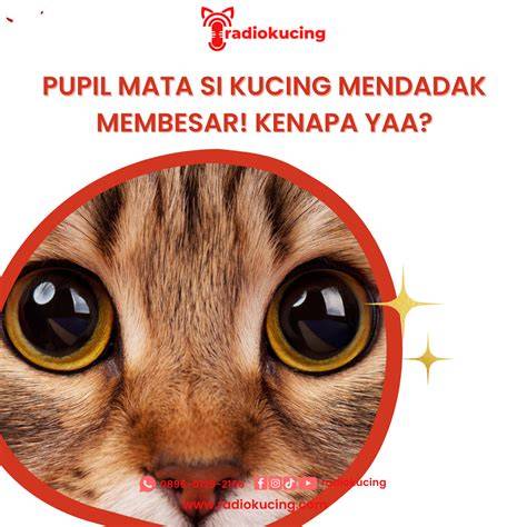 Mata Kucing