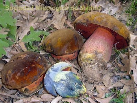 Look Mataparent De Cama Roja New