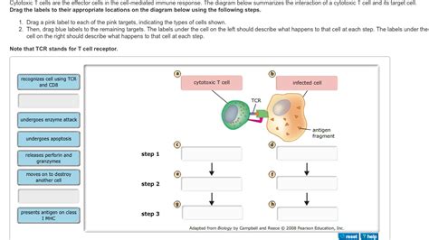 match each cell type with its effector response.