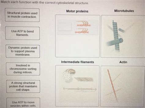 match each function with the correct cytoskeletal structure