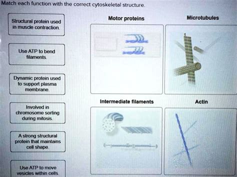 match each function with the correct cytoskeletal structure.