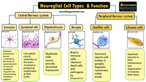 match each glial cell type with its location and function