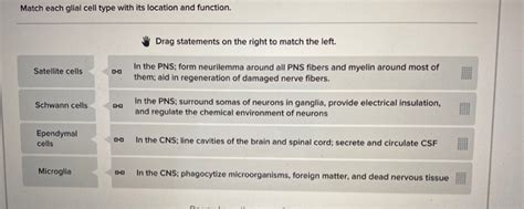 match each glial cell type with its location and function.