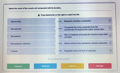 match the muscle fiber component with its function