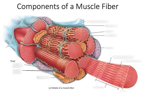 match the muscle fiber component with its function.