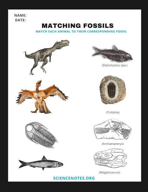 Matching Fossils Definition