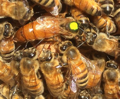 mated queen bees for sale