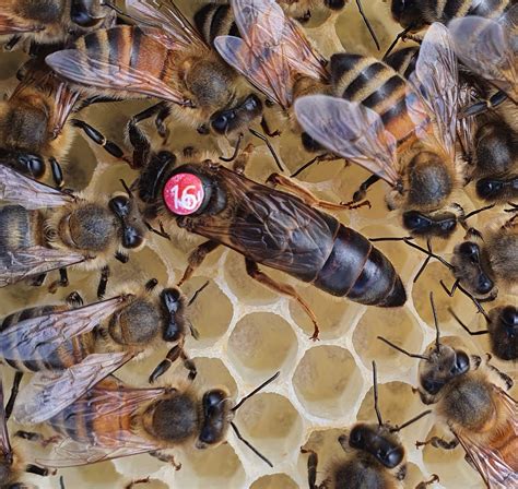 mated queen bees for sale uk