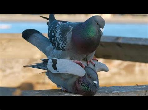 mating and preening with birds