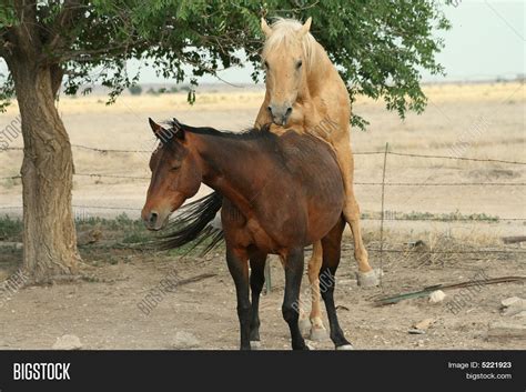 Mating Of Horse