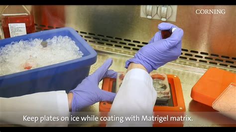 Matrigel Coating Protocol