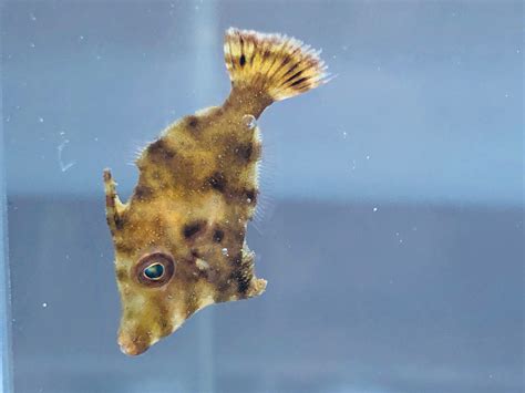 ukchat.site:matted filefish aiptasia