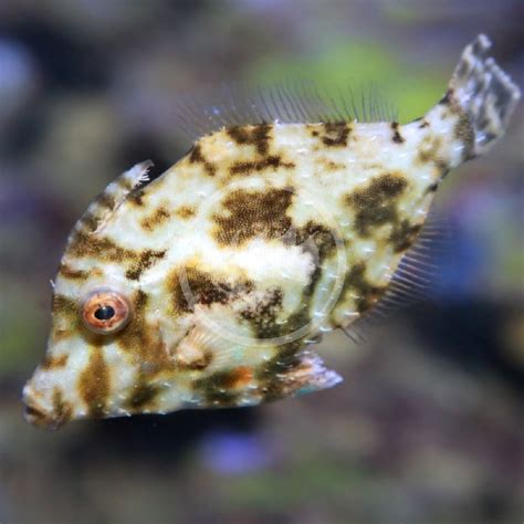 ukchat.site:matted filefish aiptasia