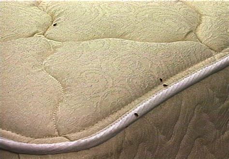 mattress in garage bed bugs