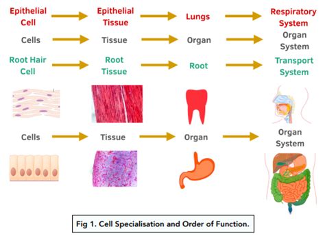 maturates develops specialized function