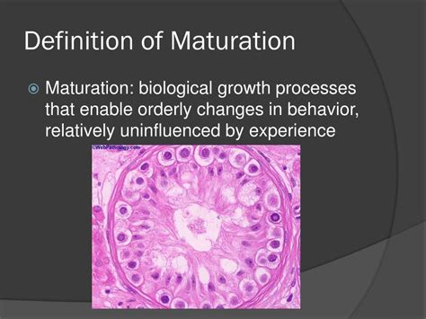 maturation definition