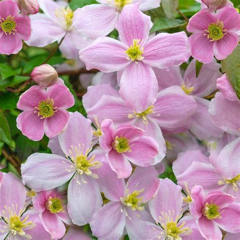 mature clematis for sale