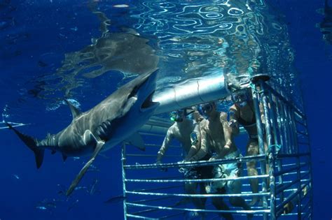 maui shark dive tours cage