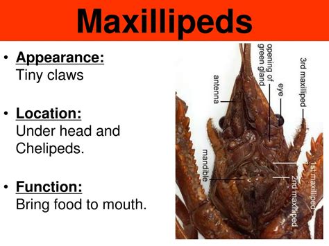 Maxillipeds In Crayfish Function