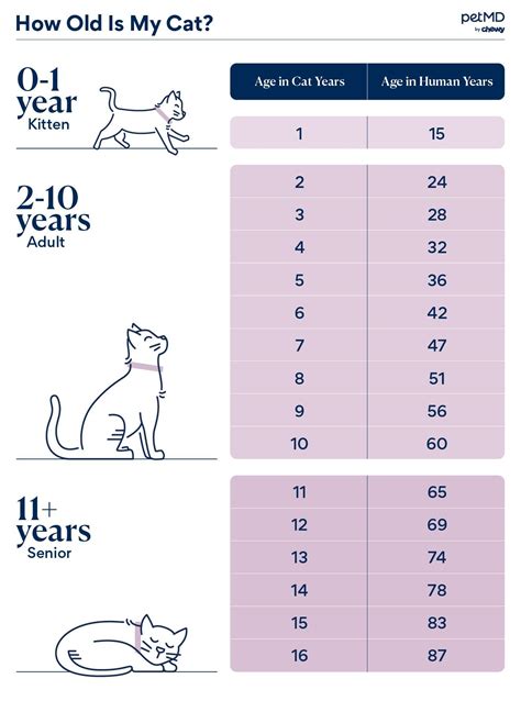 How Long Can Cats Really Live The Truth About Maximum Age
