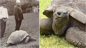 Maximum Age Of Turtle Species: A Complete Guide