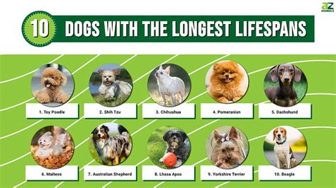 maximum life span of dog in years is