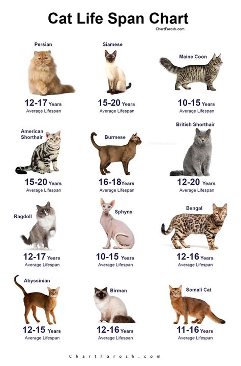How Old Can Cats Live Understanding The Maximum Lifespan Of A Cat