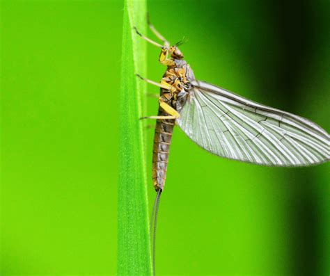 mayflies meaning in urdu