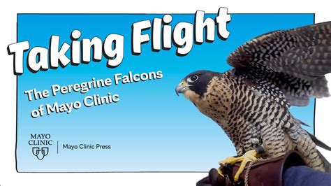 mayo clinic falcon cam