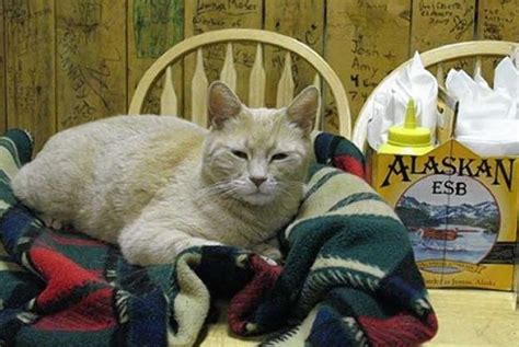 mayor cat named stubbs alaska