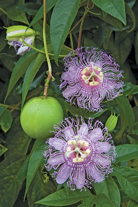 maypop passion flower fruit