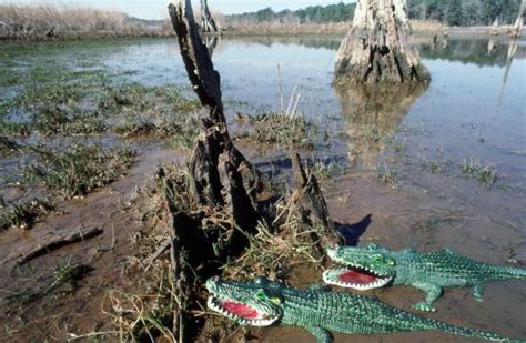 Mcclellanville Sc Alligators