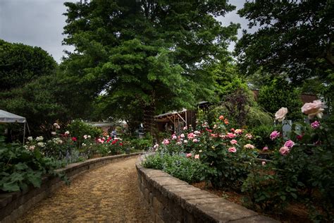McGill Rose Garden Secrets Unveiled