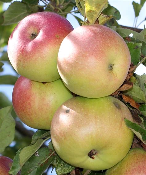 Mcintosh Apple Name