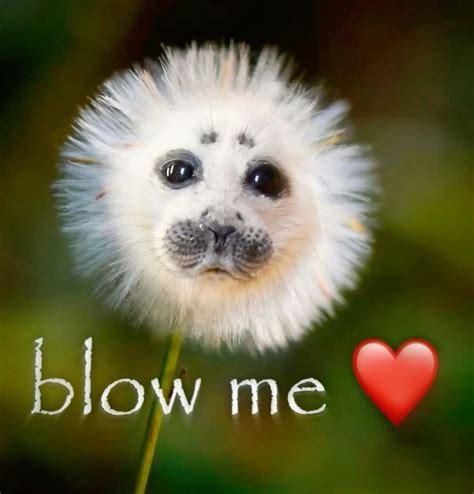 me blow 4