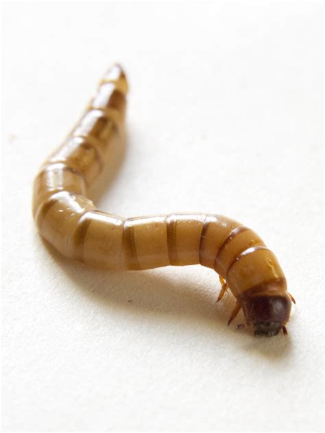 mealworm
